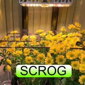 Scrog Methode - Gelbe Blumen werden durch das Scrog Gitter von Bonsanto gelenkt